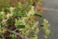 Securinega leucopyrus